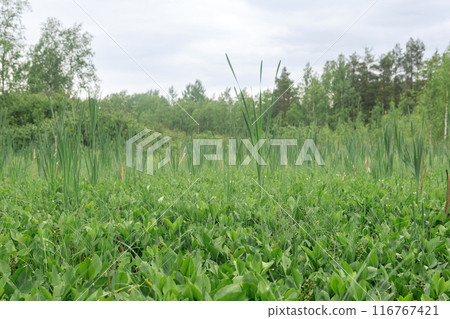 Green fen vegetation  with sedge and bogbeans on a blured background 116767421