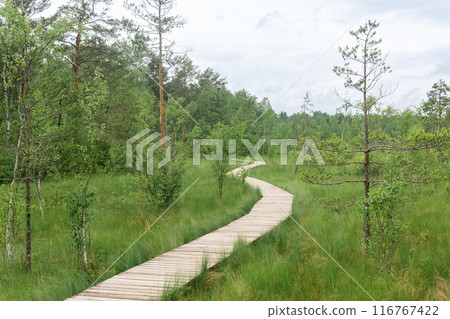 wooden walkway on educational nature trail in the protected fen landscape wooden walkway on educational nature trail in the protected fen landscape 116767422