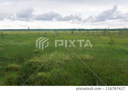 large grassy fen landscape with crooked trees large grassy fen landscape with crooked trees 116767427