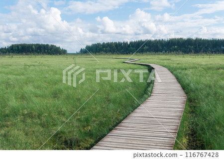 wooden walkways on the tourist route through the swamp, educational nature trail in the protected fen landscape wooden walkways on the tourist route through the swamp, educational nature trail in the protected fen landscape 116767428