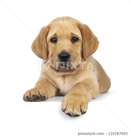 Young Labrador dog on white background 116767605