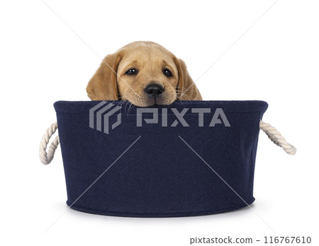 Young Labrador dog on white background Young Labrador dog on white background 116767610