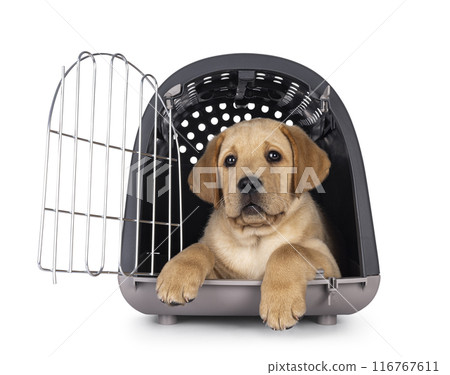 Young Labrador dog on white background Young Labrador dog on white background 116767611