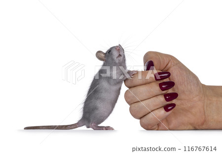 Rat with human hand on white background 116767614