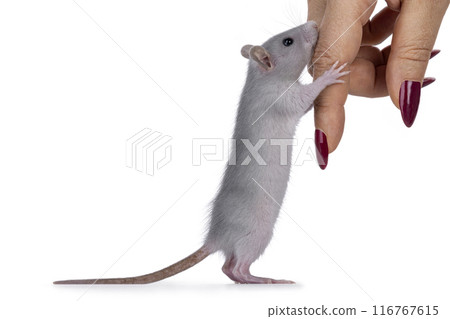 Rat with human hand on white background 116767615