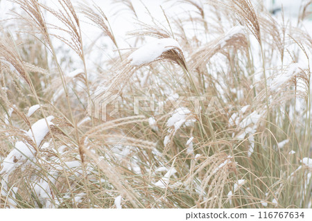Miscanthus under the snow in winter. Garden plant Miscanthus under the snow in winter. Garden plant 116767634