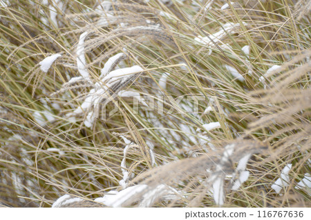 Miscanthus under the snow in winter. Garden plant 116767636