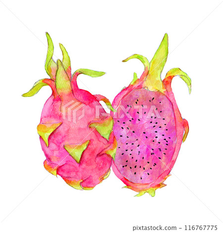 Dragon fruit pitaya watercolor illustration 116767775