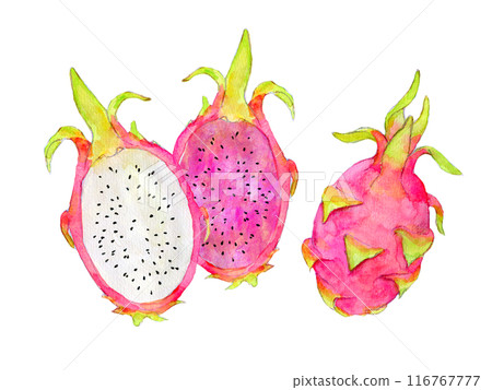 Dragon fruit pitaya watercolor illustration 116767777