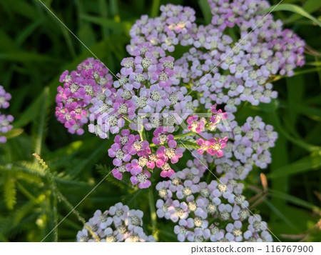 Pink and white yarrow flowers blooming in a garden in early summer Pink and white yarrow flowers blooming in a garden in early summer 116767900