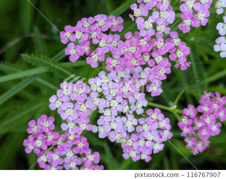 Pink and white yarrow flowers blooming in a garden in early summer 116767907
