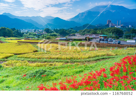 [Saitama Prefecture] When the red spider lilies bloom, the rice harvest begins at Terasaka rice terraces in Chichibu 116768052