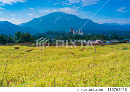 [Saitama Prefecture] When the red spider lilies bloom, the rice harvest begins at Terasaka rice terraces in Chichibu 116768056