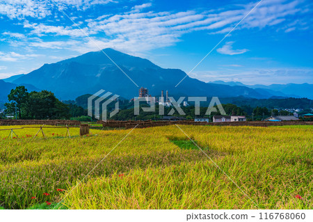 [Saitama Prefecture] When the red spider lilies bloom, the rice harvest begins at Terasaka rice terraces in Chichibu 116768060