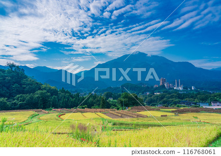 [Saitama Prefecture] When the red spider lilies bloom, the rice harvest begins at Terasaka rice terraces in Chichibu 116768061