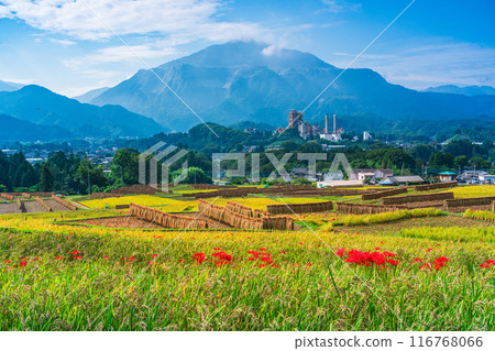 [Saitama Prefecture] When the red spider lilies bloom, the rice harvest begins at Terasaka rice terraces in Chichibu 116768066