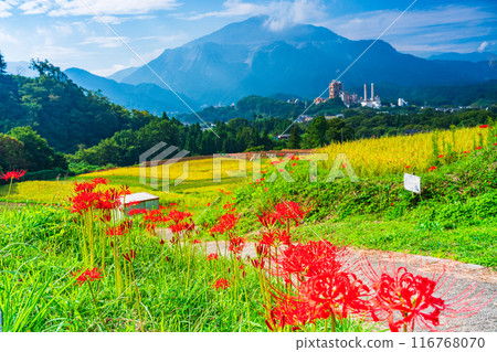 [Saitama Prefecture] When the red spider lilies bloom, the rice harvest begins at Terasaka rice terraces in Chichibu 116768070