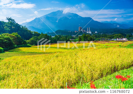 [埼玉縣] 秩父寺坂梯田，當蜘蛛百合盛開時，已經開始收割稻米 116768072