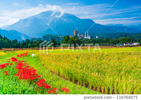 [Saitama Prefecture] When the red spider lilies bloom, the rice harvest begins at Terasaka rice terraces in Chichibu 116768075