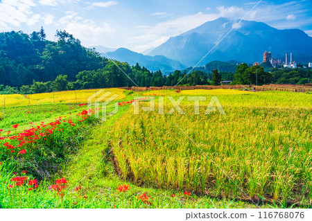[埼玉縣] 秩父寺坂梯田，當蜘蛛百合盛開時，已經開始收割稻米 116768076