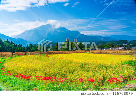 [Saitama Prefecture] When the red spider lilies bloom, the rice harvest begins at Terasaka rice terraces in Chichibu 116768079