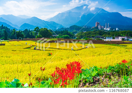 [Saitama Prefecture] When the red spider lilies bloom, the rice harvest begins at Terasaka rice terraces in Chichibu 116768087