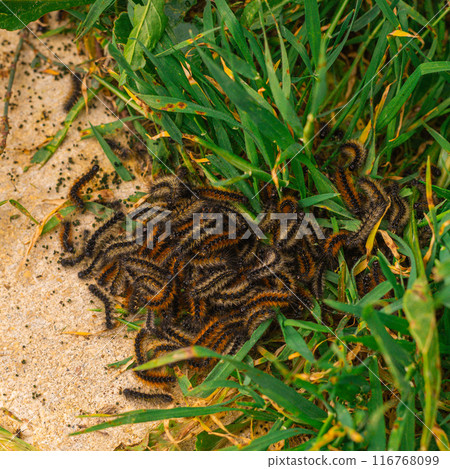 Fluffy silkworm caterpillars. Cause allergies 116768099