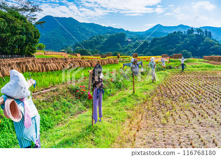 [Saitama Prefecture] When the red spider lilies bloom, the rice harvest begins at Terasaka rice terraces in Chichibu 116768180