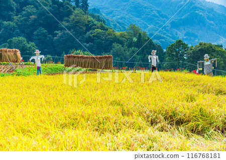 [Saitama Prefecture] When the red spider lilies bloom, the rice harvest begins at Terasaka rice terraces in Chichibu 116768181
