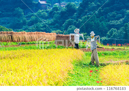 [埼玉縣] 秩父寺坂梯田，當蜘蛛百合盛開時，已經開始收割稻米 116768183