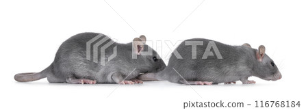 Blue rats on white background Blue rats on white background 116768184