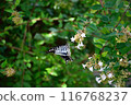 Forest and swallowtail butterfly 116768237