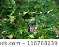 Forest and swallowtail butterfly 116768239