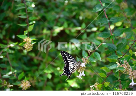Forest and swallowtail butterfly 116768239