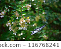 Forest and swallowtail butterfly 116768241