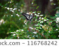 Forest and swallowtail butterfly 116768242