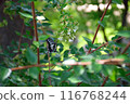 Forest and swallowtail butterfly 116768244