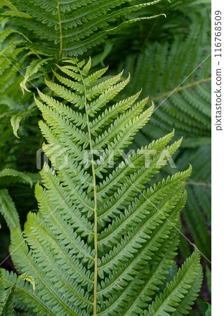 Beautiful fern leaf texture in nature. Natural ferns blurred background. Fern leaves Close up. Fern plants in forest. Background nature concept. 116768509