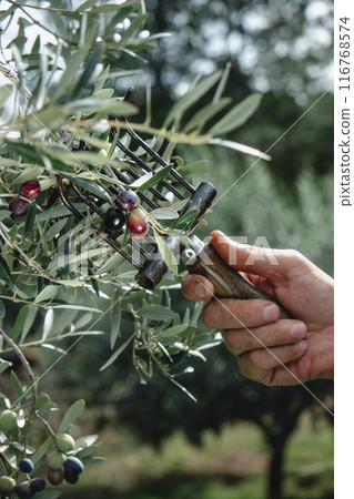 man using a comb-like tool to harvest olives 116768574