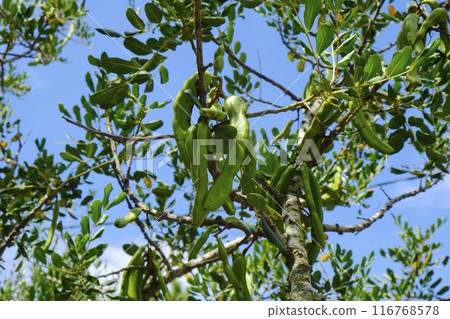 some unripe pods in the branch of a carob tree 116768578