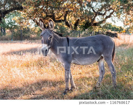Serene Donkey in Sunlit Pastoral Landscape 116768617