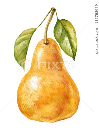 Sweet pear watercolor illustration, fruit on isolated white background, botanical painting. Ripe yellow pear with leaf 116768629