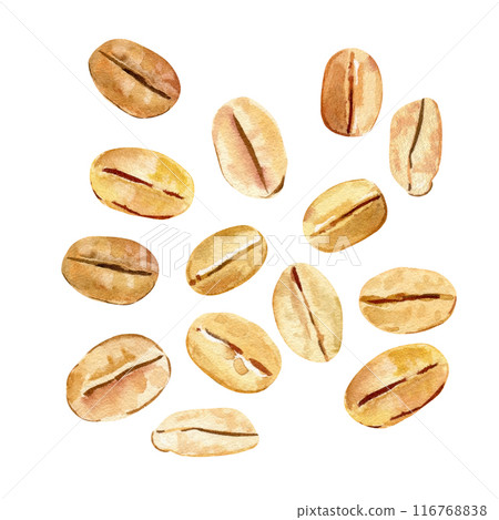 Oat flakes isolated on white background. Flakes for oatmeal. Watercolor Image oat flakes for design. Oats illustration 116768838