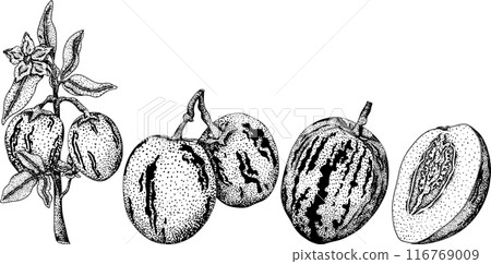 Pepino fruit, melon pear, Solanum muricatum. Vector engraving illustration.  116769009