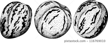 Pepino fruit, melon pear, Solanum muricatum. Vector engraving illustration. Pepino fruit, melon pear, Solanum muricatum. Vector engraving illustration. 116769010