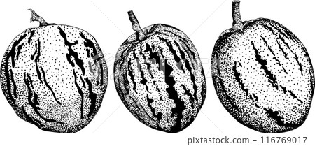 Pepino fruit, melon pear, Solanum muricatum. Vector engraving illustration. Pepino fruit, melon pear, Solanum muricatum. Vector engraving illustration. 116769017