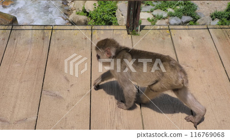 Jigokudani Monkey Park 8 116769068