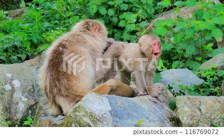 Jigokudani Monkey Park Garden 12 116769072