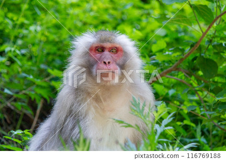 A monkey staring at one point and worrying about the future A monkey staring at one point and worrying about the future 116769188