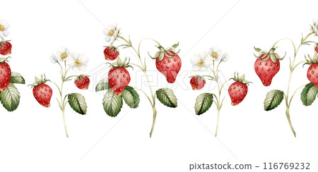 Strawberry with flowers and leaves on the stem, watercolor isolated illustration. Seamless border with berry fruits with blossom for table textile, porcelain tableware, summer fabrics and food package Strawberry with flowers and leaves on the stem, watercolor isolated illustration. Seamless border with berry fruits with blossom for table textile, porcelain tableware, summer fabrics and food package 116769232